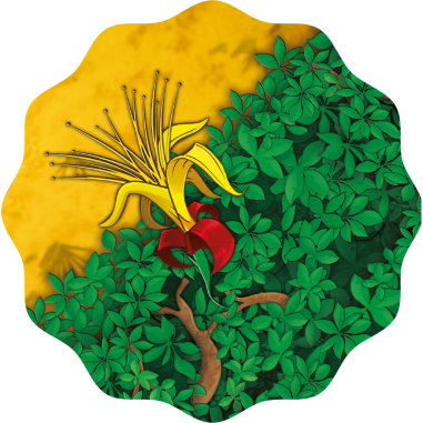 Baobab - Jeu de société - Blue Orange - Blue Orange Games