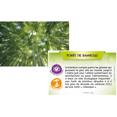 Bioviva Planète: Jungles et Forêts - Jeux de société - Bioviva Editions