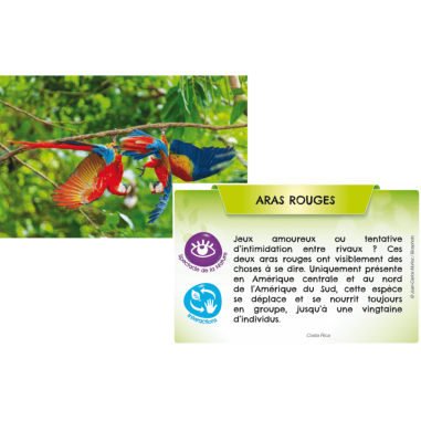 Bioviva Planète: Jungles et Forêts - Jeux de société - Bioviva Editions