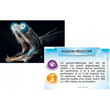 Bioviva Planète: Mers et Océans - Jeux de société - Bioviva Editions